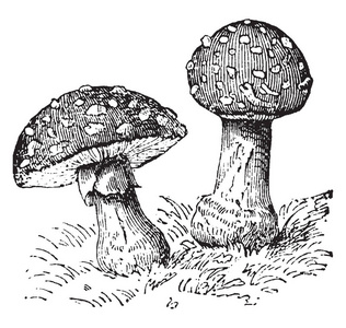 这顶帽子又厚又圆.茎长而厚, 复古线画或雕刻插图照片