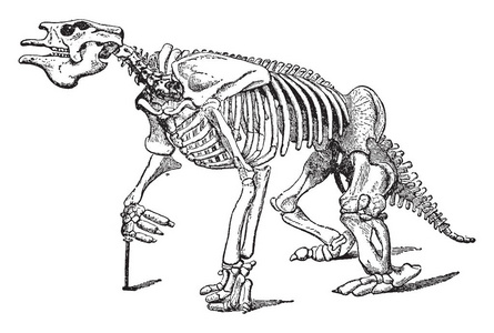 完整的大地懒化石骨架, 动物在更新世期间灭绝, 发现在布宜诺斯艾利斯