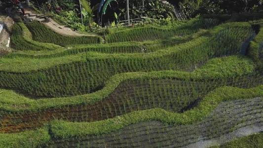 巴厘岛绿色水稻梯田图片