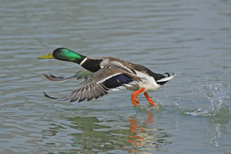 飞行的鸟鸭子图片
