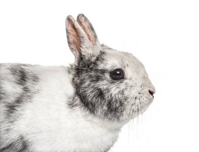 侏儒兔上白色, 孤立的特写镜头