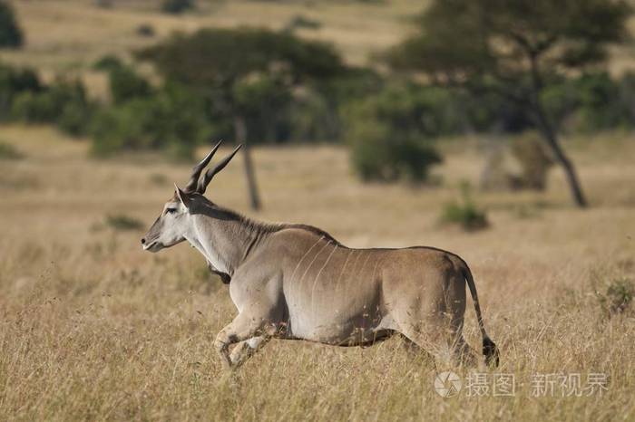 普通伊兰或伊兰羚羊 (taurotragus 羚羊), 运行, 盖盖蒂国家公园