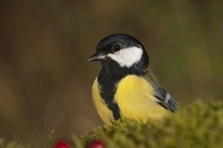 大山雀 Parus 少校。庭院鸟, 画像与果子和秋天颜色