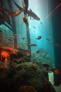 迪拜水族馆