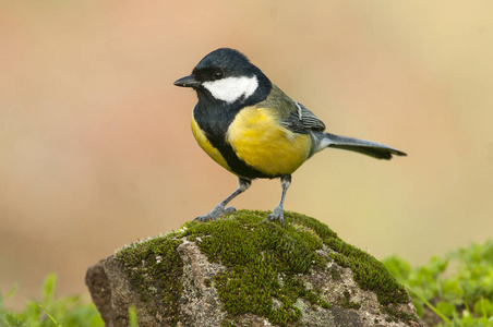 大山雀 Parus 少校。花园鸟, 栖息在一块石头上青苔