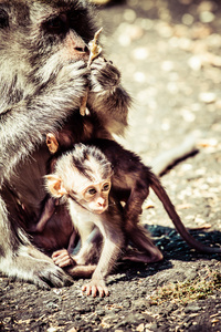 猴子家族在神圣的猴子森林巴厘岛乌布