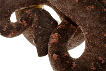 所罗门岛树蟒蛇图片