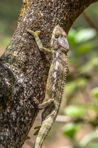 在马达加斯加的变色龙动物野生动植物, 在马达加斯加的野生动物。在安达西比, Isalo, Masoala, Marojejy 国
