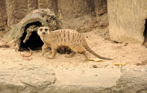 猫鼬 Suricata 的肖像 suricatta 爬行在地面上, 看着相机, 非洲本土动物, 小肉食动物属于猫鼬家族