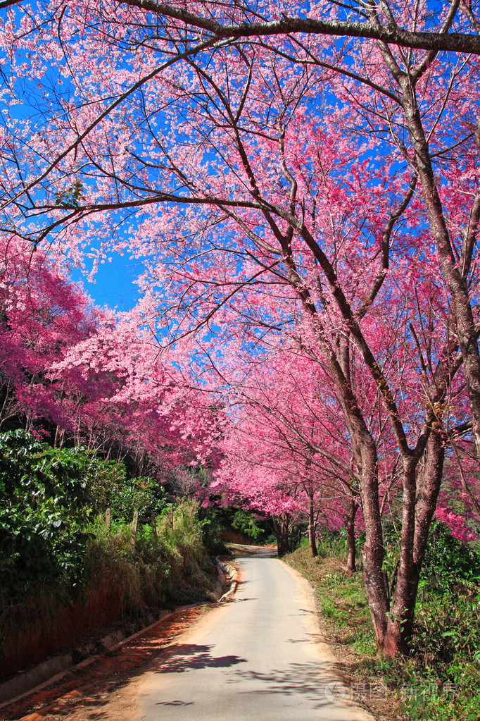 在泰国清迈的粉色樱花路