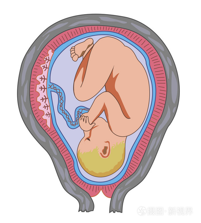 在母亲的子宫里的胎儿插画-正版商用图片0689wf-摄图新视界