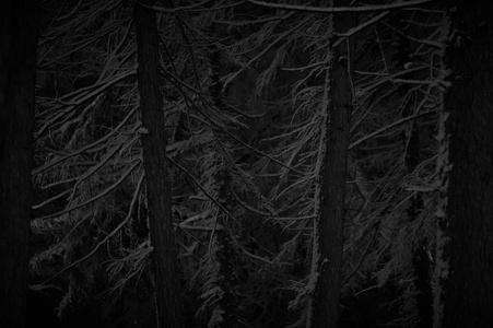 冰雪覆盖的幽灵冬季森林景观