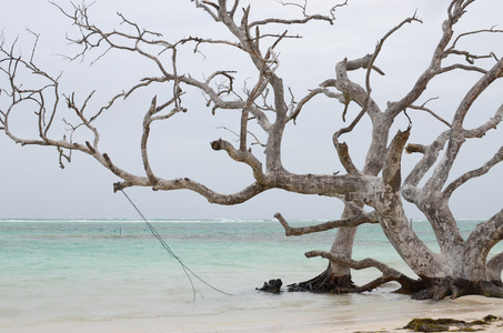 死树的 mahahual，南部海滩岸边卡门 墨西哥