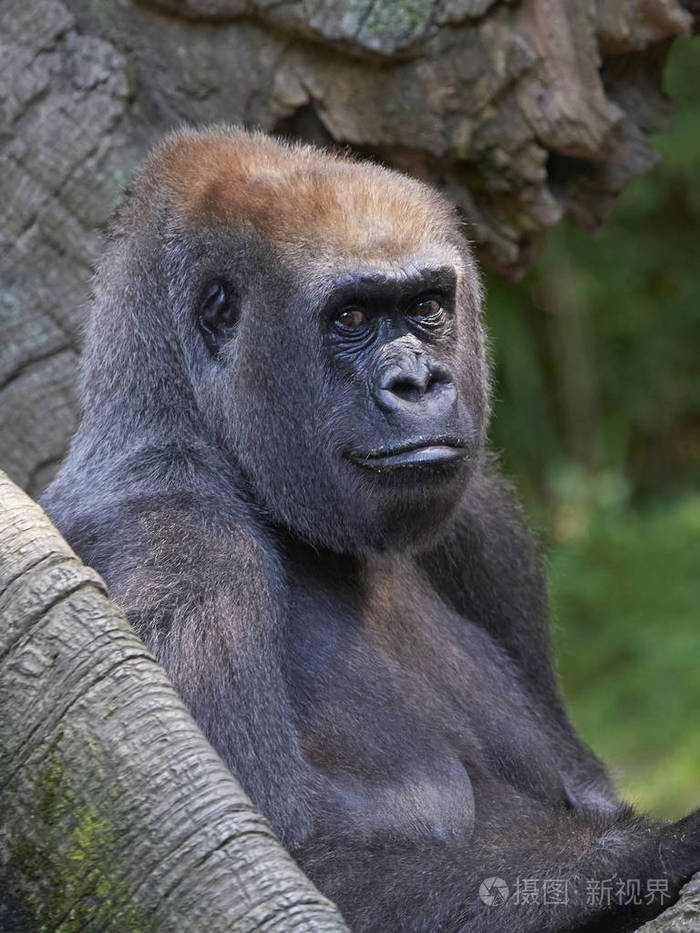 西部低地大猩猩gorillagorilla