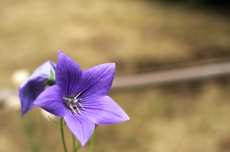 紫色气球花