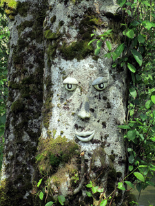 雕刻在一棵树的脸图片