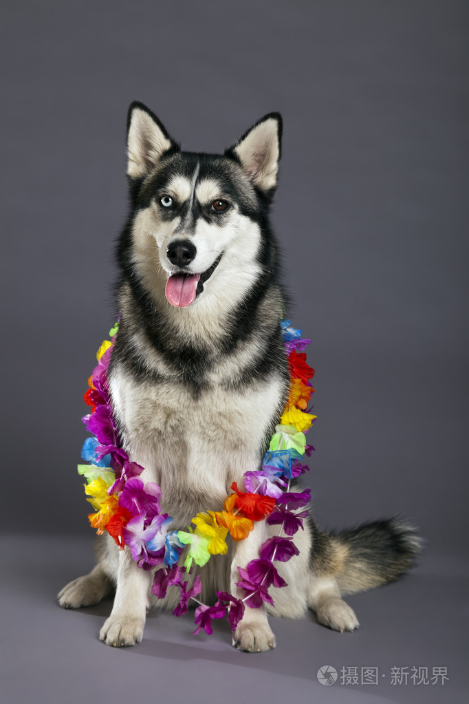 哈士奇室画像与夏威夷花项链