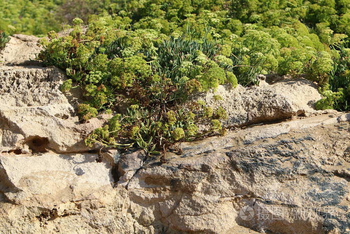 绿色植物生长在岩石和岩石的困难条件下