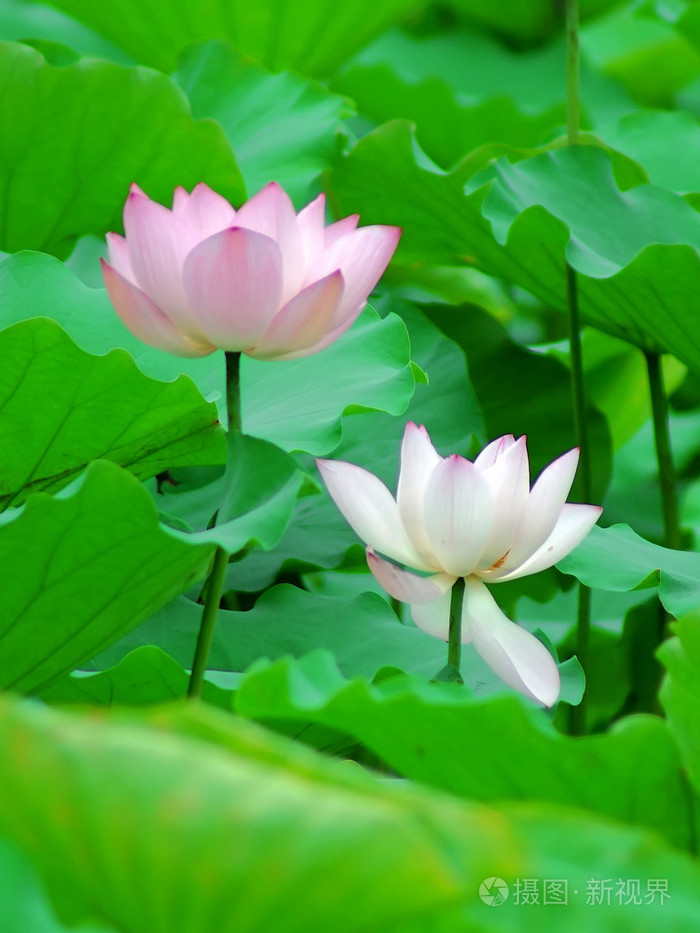 莲花