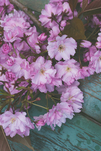 Beautifufl, 复古的春天背景与日本樱花的花朵