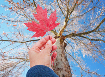 一片红叶手捧着一片红叶, 在秋天的树上制作一个秋季主题的真实图像