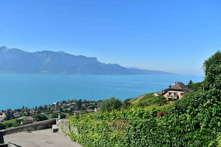 日内瓦湖景观从 wineyard