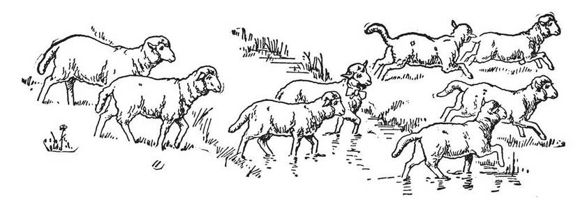 挪威路上有很多羊.斯堪的纳维亚的一条山路上放羊.养羊业.