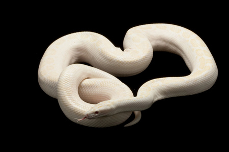 白化病哥伦比亚彩虹蟒照片