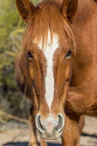 在亚利桑那沙漠的盐河附近的一匹野马的画像