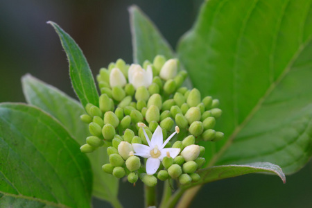 白色的花