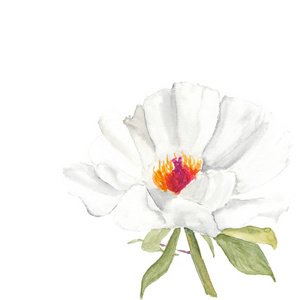 植物的水彩插图的白色背景上的白色牡丹花剪影