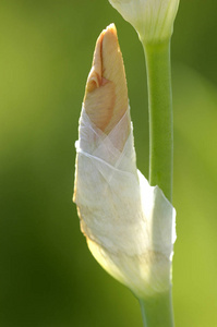 虹膜小蠊芽花图片