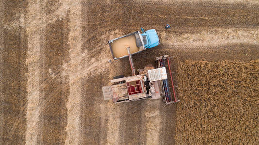 收割机机在现场工作。旧的复古收割机在卡车上卸载大豆种子运往粮仓。农业。鸟瞰。从上面
