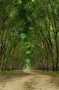 绿色森林中的路径