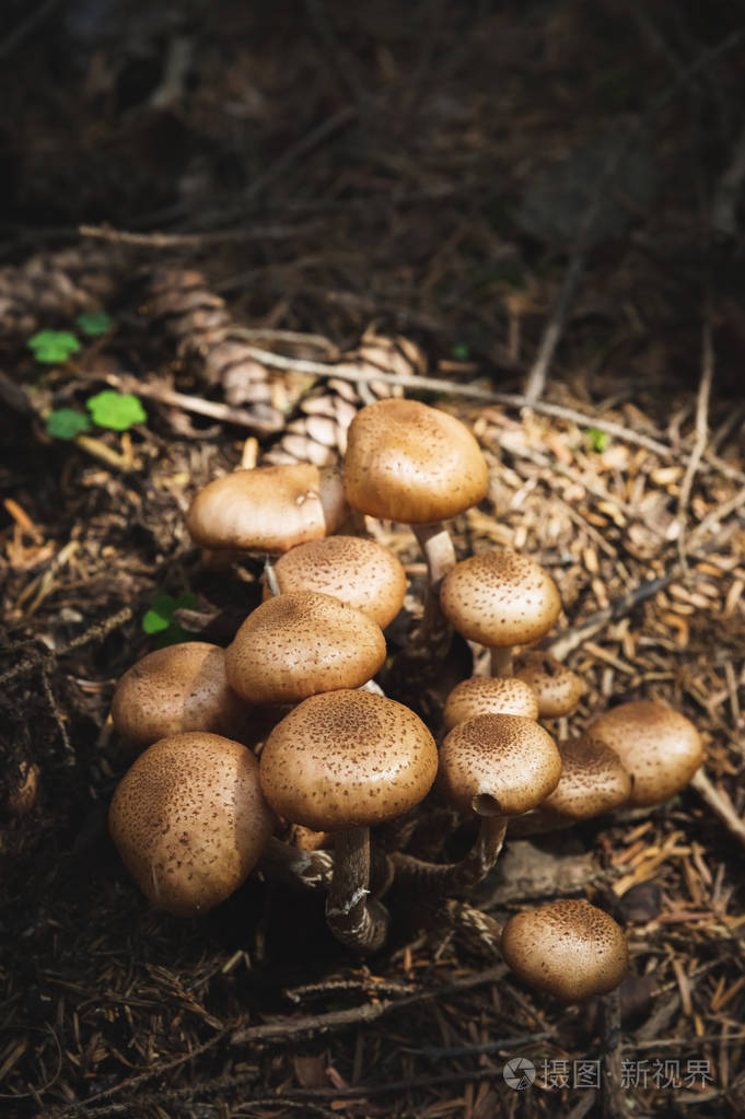 自然环境中的蘑菇群