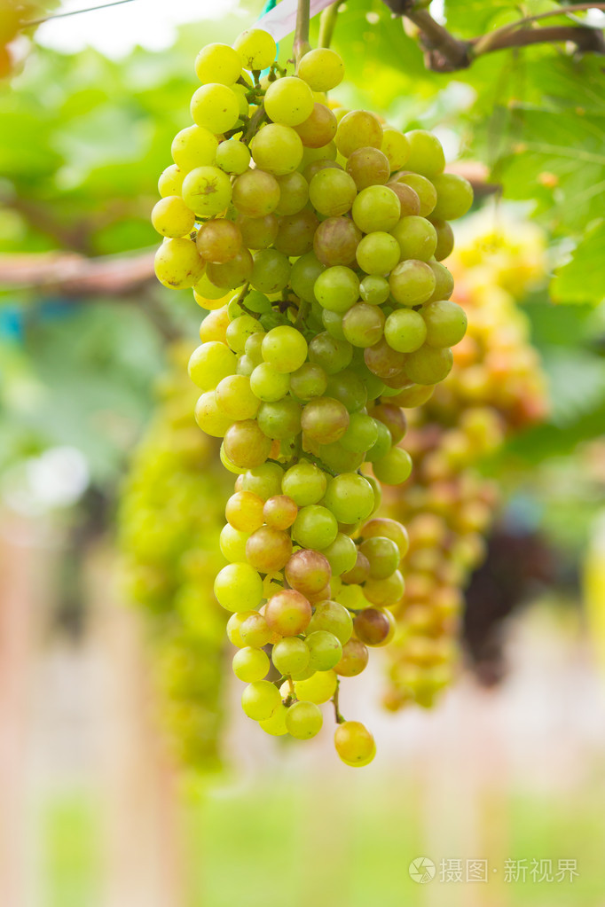 无核葡萄成熟在树上