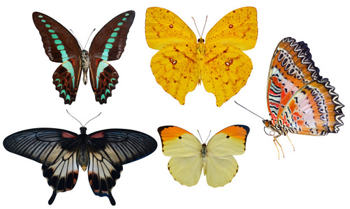 蝴蝶白色昆虫宏上孤立的集合照片