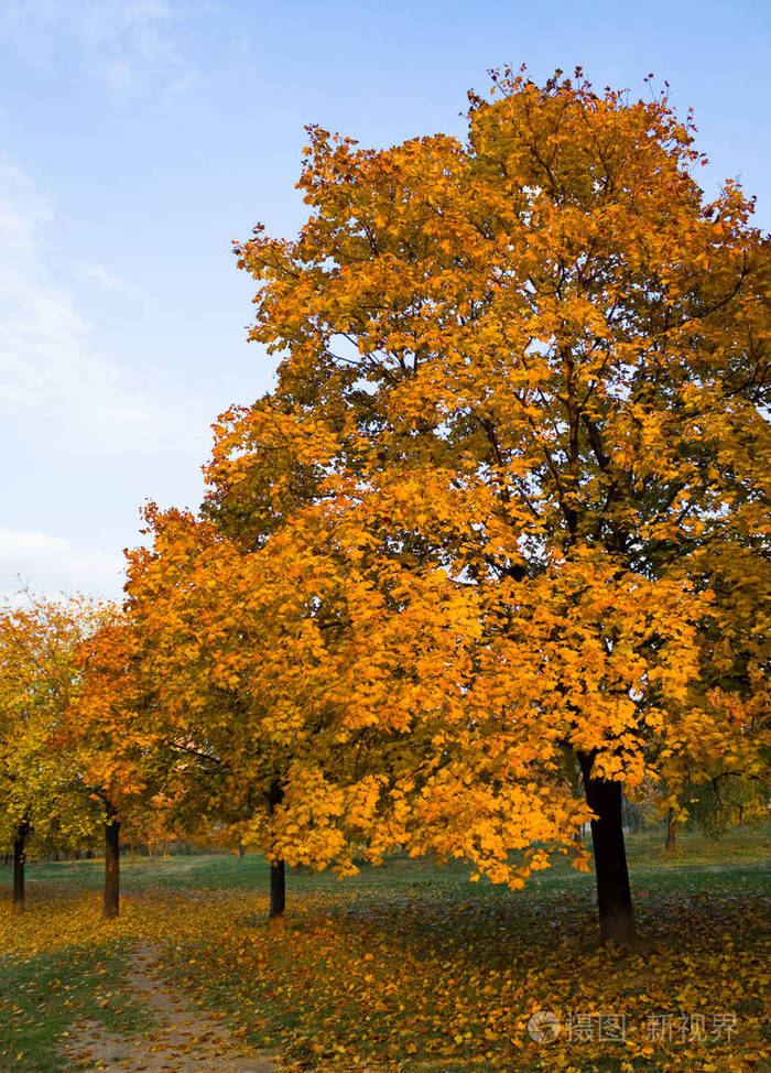 秋天的颜色的树木