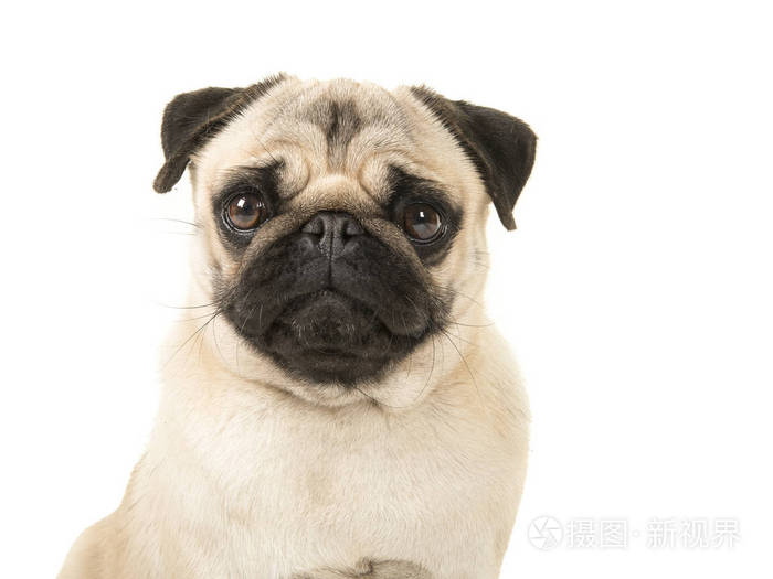 一个金发碧眼的哈巴狗的肖像, 看着在白色背景的摄像头