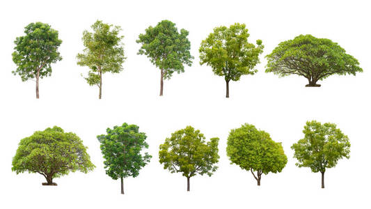 白色背景上的孤立树木的集合与印刷和网站上的自然文章一起使用