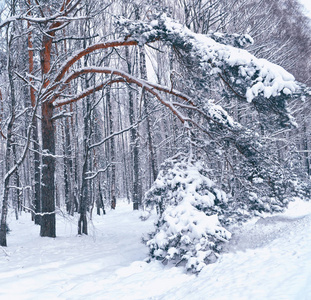 冰冻的冬季森林与雪覆盖了树