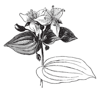 露草花紫露草 fluminensis 是 commelinaceae 家族的一个物种.