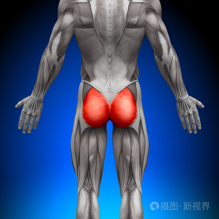 臀部臀大肌-解剖肌肉