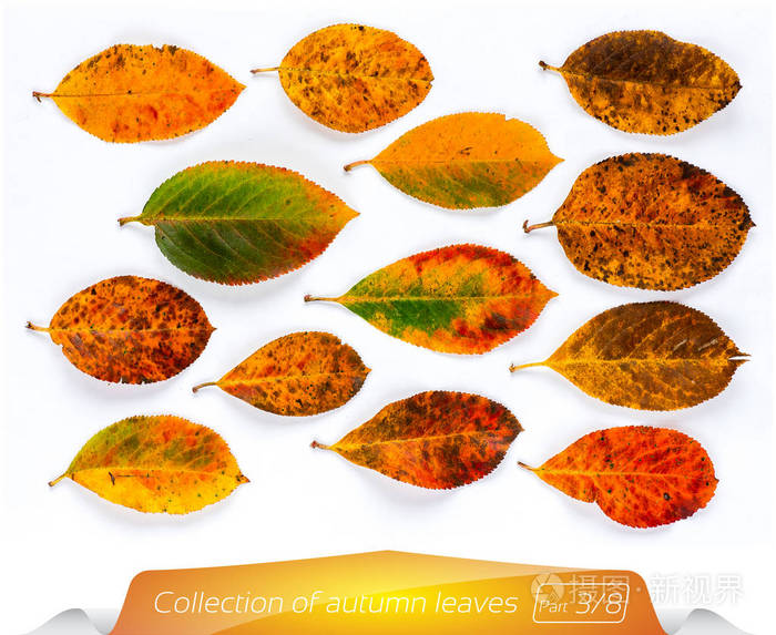 下载小样发票合同问题/举报秋天枫叶在白色背景上秋天的叶子在白色