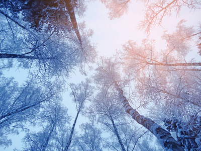 雪霜与阳光光束冬季风景林