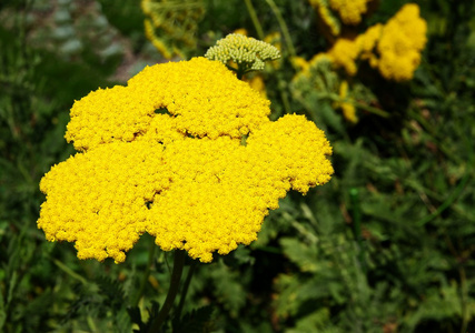 蓍旋植物花呈黄色