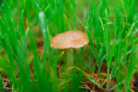 储备中不可食用的蘑菇。雨后可食用的蘑菇。田间菌丝