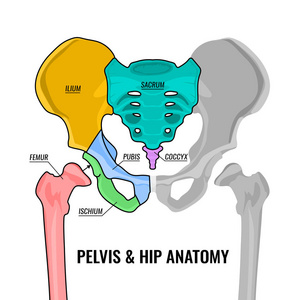 骨盆解剖方案