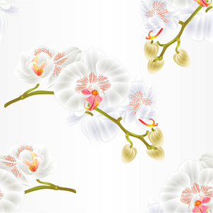 无缝纹理茎兰花花白色蝴蝶兰热带植物复古矢量植物插画设计手绘