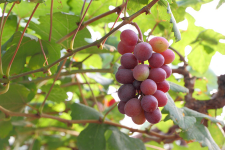 红葡萄果实和叶片上植物图片
